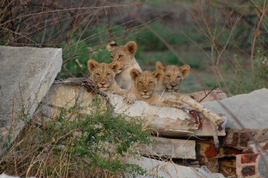Südafrika Löwenfamilie