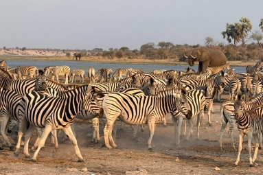 Leroo La Tau Lodge Tierwelt