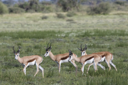 Kgalagadi Transfrontier Park