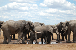 Chobe Game Reserve