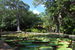 Pamplemousses Botanical Garden