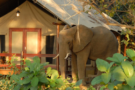 Niassa Game Reserve