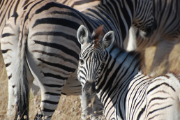 Etosha Nationalpark