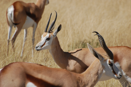 Etosha Nationalpark