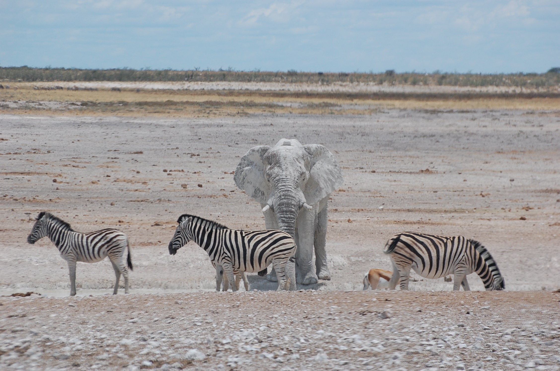 Namibia  - Etohsa Nationalpark