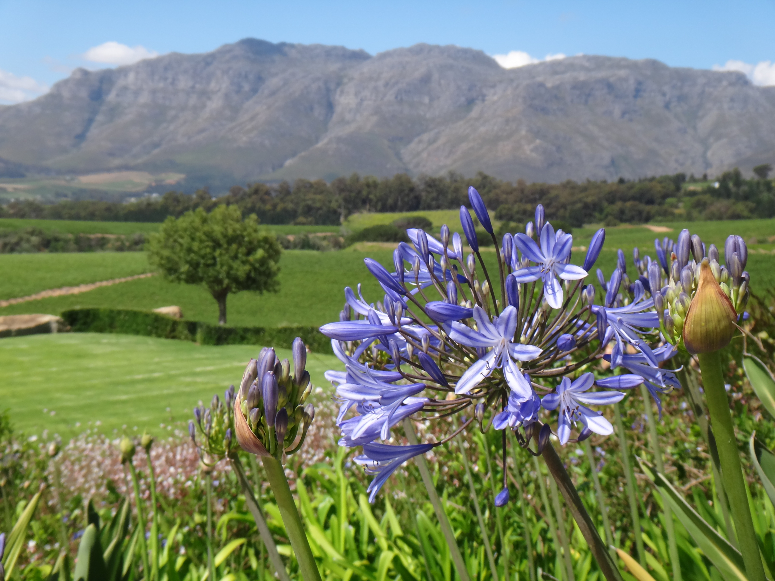 Südafrika  - Weinregion