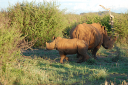 Hluhluwe-Imfolozi Park