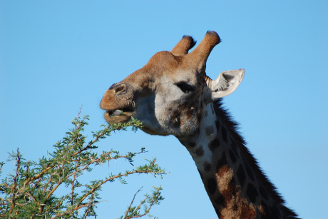 Kruger Nationalpark