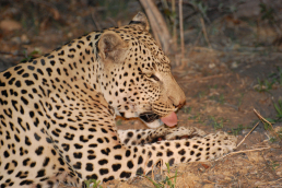 Kruger Nationalpark