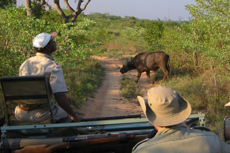 Madikwe Game Reserve