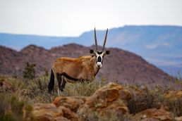 Karoo Nationalpark