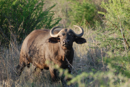 Madikwe Game Reserve