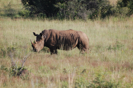 Hluhluwe-Imfolozi Park