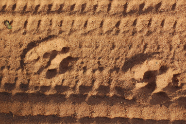 Fussspuren Sand