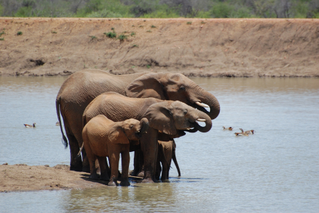 Addo Elephant Natioanlpark