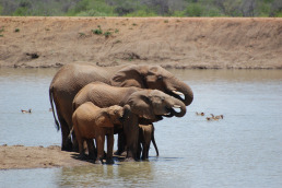 Addo Nationalpark