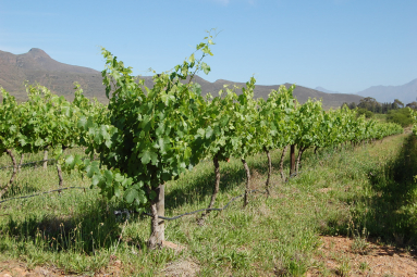 Südafrika Weinreben