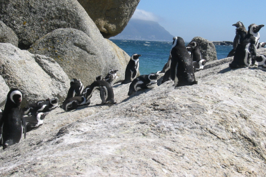Pinguine Kaphalbinsel