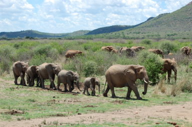 Elefantenherde Südafrika