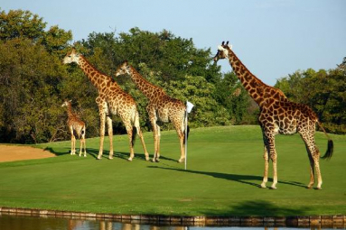 Golfplatz Giraffen