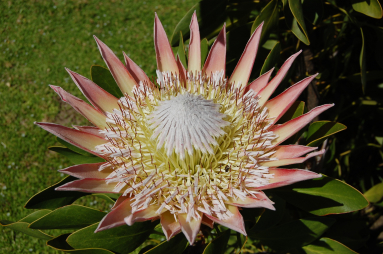 Protea Blume Südafrika